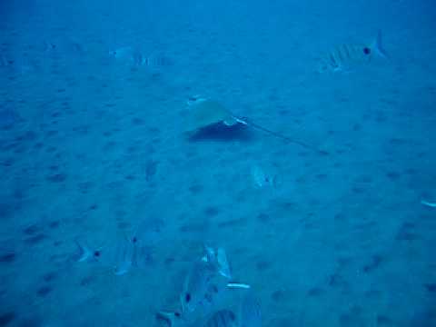 Adlerrochen, Playa Paraiso,Teneriffa,Spanien