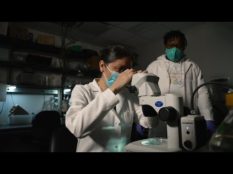 Rice scientists study development of the enteric nervous system development