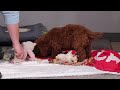 Standard Poodle dogs for sale: Bear - Video 1