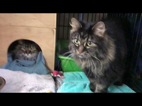 Emmeline & Christabel