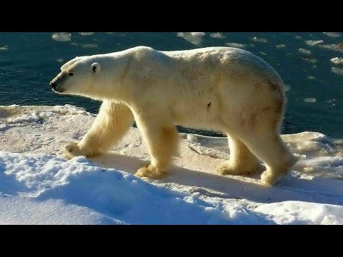 DOCUMENTAIRE HD 2023 | Le Pays de l'ours