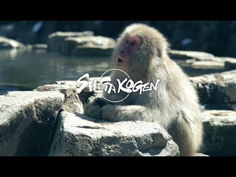 Japan's Best Ski Slopes - Plus Hot Spring Monkeys! - Shiga Kogen
