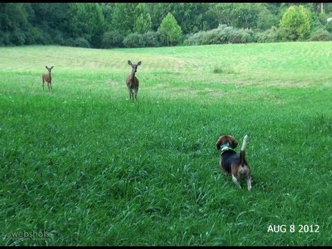Skyview's Beagles Pleasure Run With Deer July 19 2011.mpg