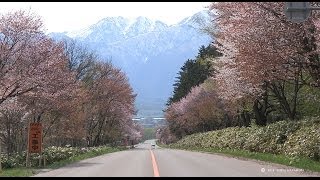 preview picture of video '富良野さくらロード　Furano, Hokkaido cherry load'