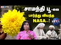 சாமந்தி பூ பற்றி NASA சொல்வது என்ன Benefits Of Sam