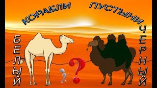 Бдо как поймать верблюда