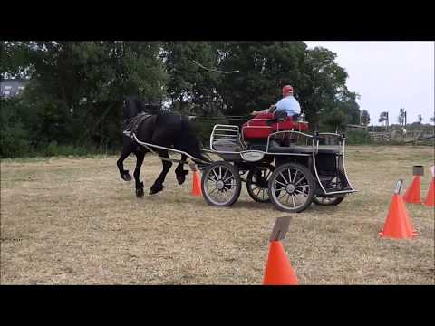 Stal Okkema's Shapiro in de hindernissen