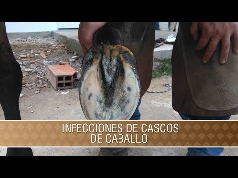 , title : 'Infecciones de Cascos en Caballos - TvAgro por Juan Gonzalo Angel Restrepo'