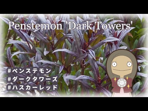 園芸 ヨーロッパアサレット、マンズイヤー、耳介、ワイルドスパイクナード