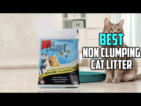 Top 5 Best Non Clumping Cat Litter for Odor Control Review in 2022