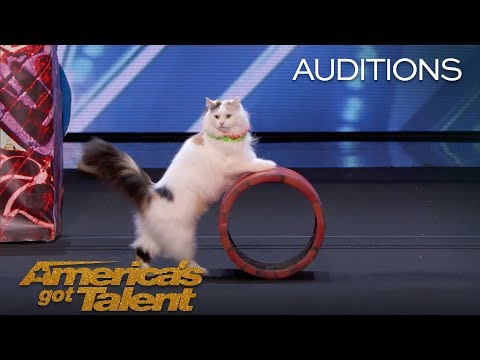 Watch This Spectacular Performance of Trained Cats