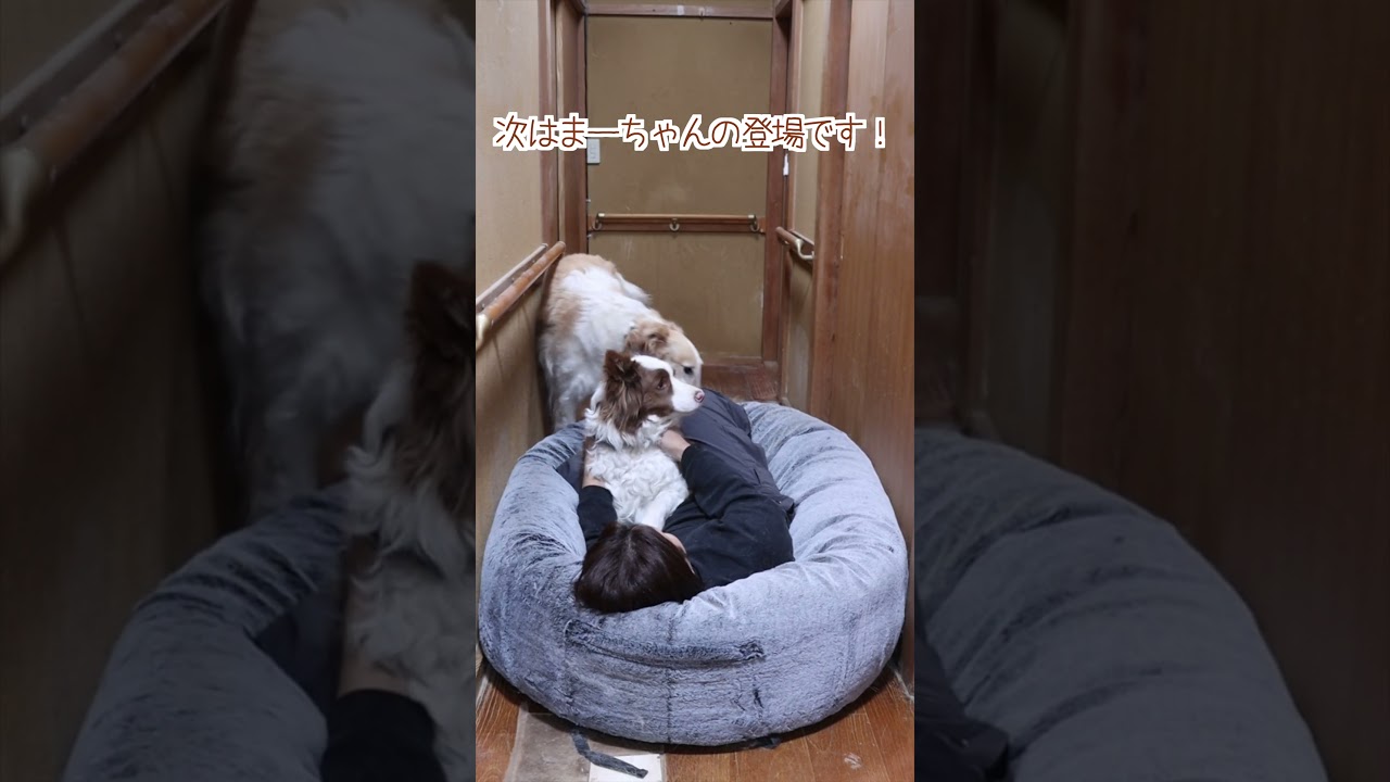 大型犬が３頭いる廊下で寝ながらパパが他の兄妹を愛でてたら…#shorts