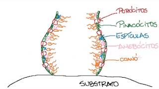 Filo Porifera