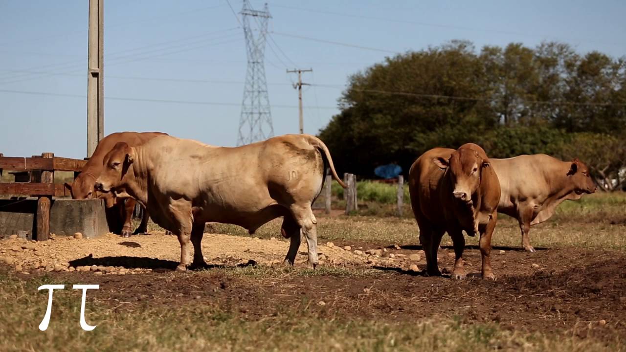 TAURINO TROPICAL   MATÉRIA 01   HD