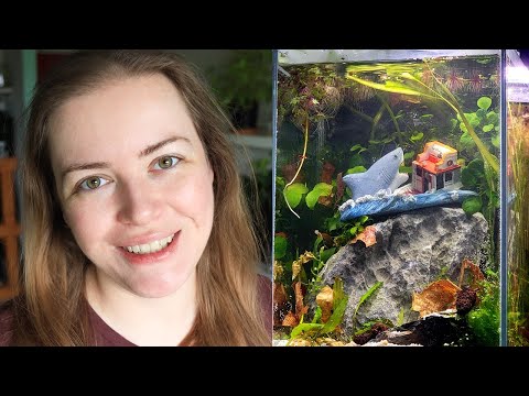 Setting Up a Desk Aquarium for Your Dad
