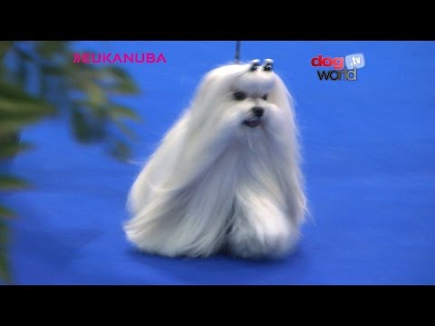 download lagu mp3 mp4 Pet Show 2017, download lagu Pet Show 2017 gratis, unduh video klip Pet Show 2017