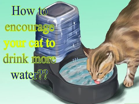 How To Encourage Your Cat To Drink More Water