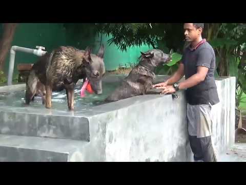 Best Dog Trainer I Rajendra Chauhan Part 2 I Tailwaggers