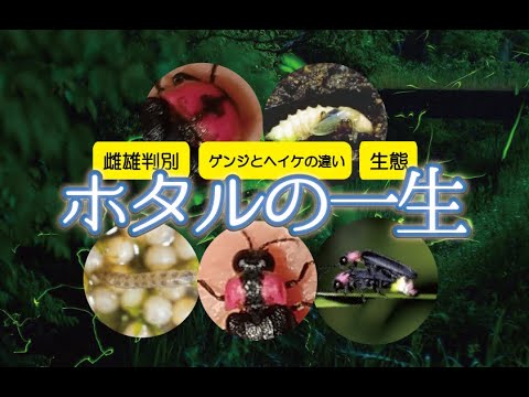 ホタルは何を食べてどこに住んでいますか?