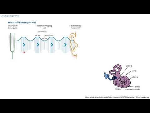 Physiologie - Wie funktioniert das Hören?