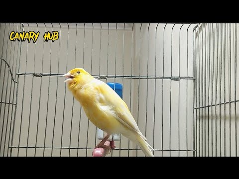 The ultimate canary singing video from a legend - Powerful training song