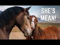 We Tried Introducing Our Mustang To Our Herd This Got WILD