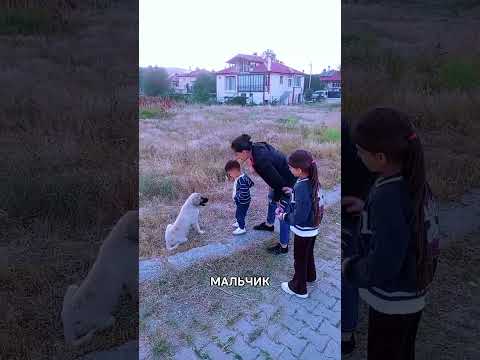 Умная собака отпустила ногу мальчика, увидев его маму 😳🐶❤️