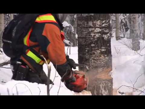 Willowlake Environmental Ltd. video.