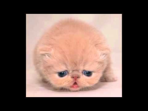 I'm sad mang-Lil T33ZY