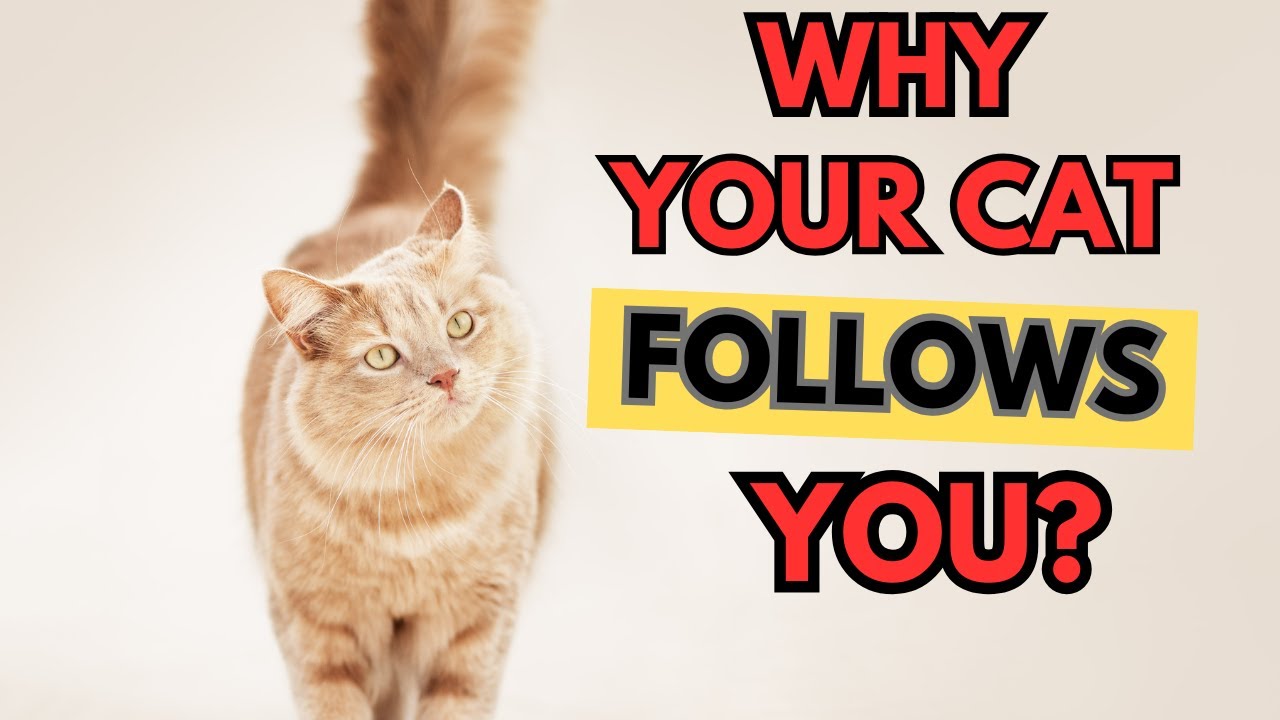 Why Your Cat FOLLOWS YOU?