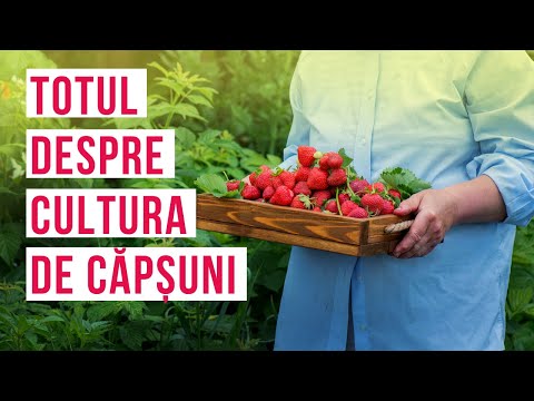 , title : 'Secretele înființării unei culturi de căpșuni | Cum să îngrijești căpșunii'