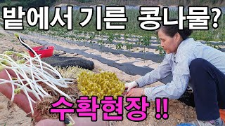 밭에서 기른 콩나물? 수확하기? - bean sprouts