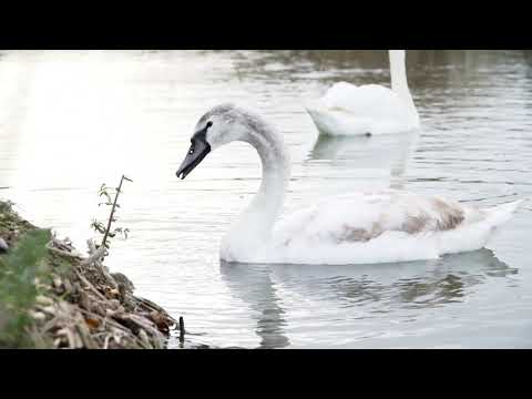 Reke i jezera ep. 42 23.09.2020. Bara Berava