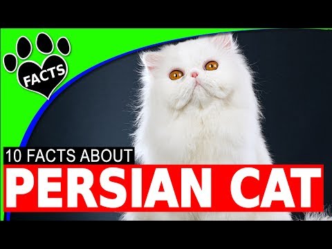 Persian Cats 101 - 10 Fun Interesting Facts