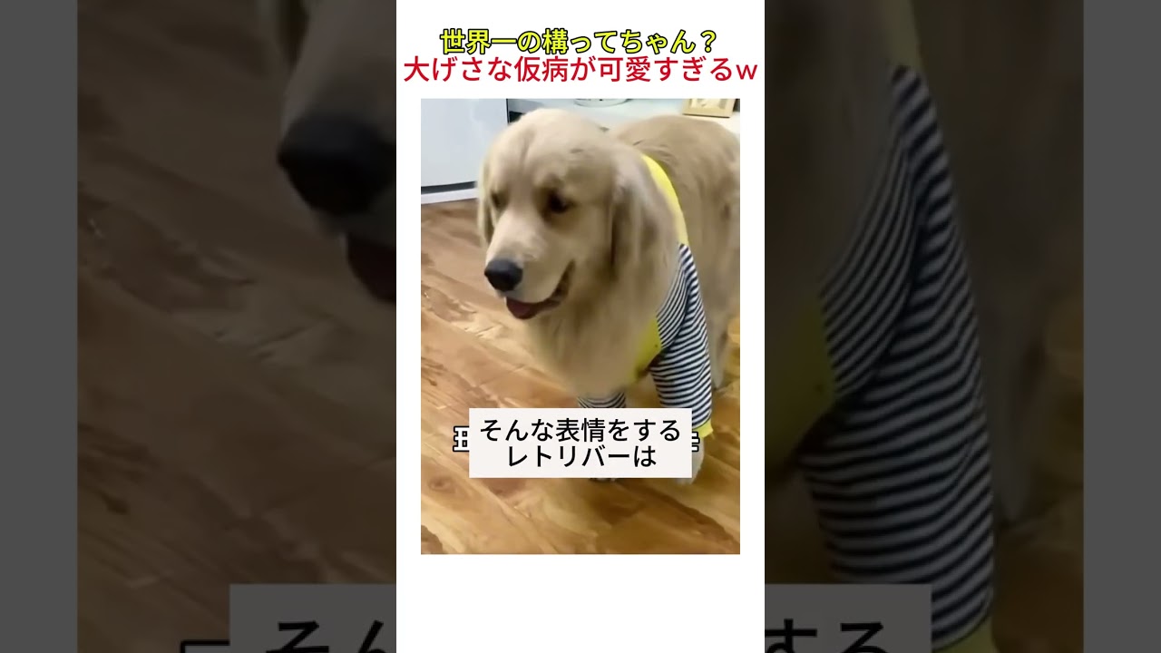 世界一の構ってちゃん？大げさな仮病が可愛すぎるw #youtubeshorts #おすすめ #shorts