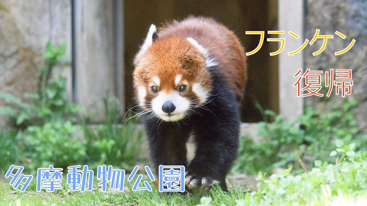 26.03 多摩動物公園 レッサーパンダ フランケンが復帰しました