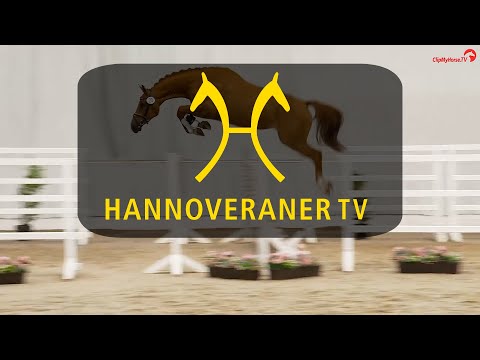 Hannoveraner TV - Herwart von der Decken Schau: Siegerstute Springen
