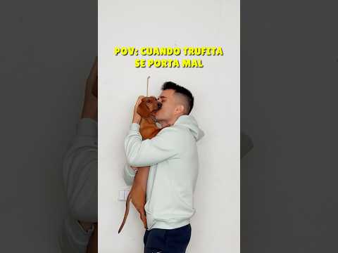 I'm getting scolded! 🥺💔 #dachshund #dachshund #humor #dogs #pets #viral #subscribe