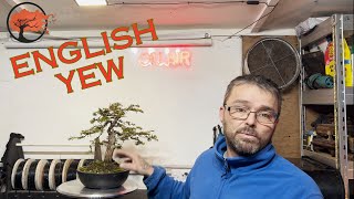 English Yew Bonsai ( Taxus baccata ) Repotting And Styling