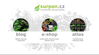Akvaristika na SURPANu - články, návody, zajímavosti, vychytávky, atlas rostlin, e-shop | SURPAN.cz