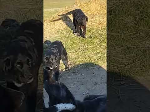 Molossus of Epirus !