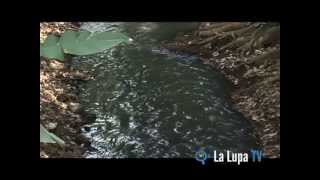 preview picture of video 'LALUPATV - Medio Ambiente - Jamundí trabaja por la recuperación de los  zanjones'