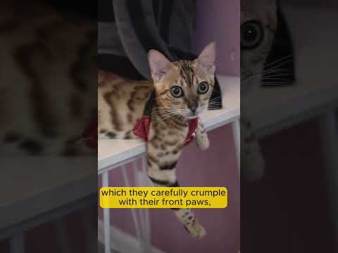 Why does a cat wrinkle the blanket?