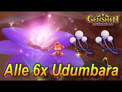 Genshin Impact - Alle 6x Udumbara in Sumeru finden für die Fravashi Bäume, Pari🔥