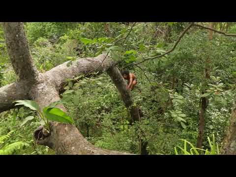 A forest man found a eagle nest on the higher tree - steal eagle eggs and cooked in mountain hole