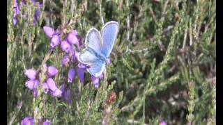 preview picture of video 'Prees Heath Common Reserve'