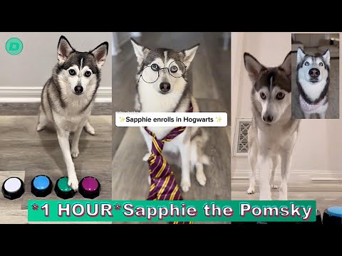*1 HOUR* Sapphie the Pomsky New TikTok Compilation 2024 | Best Sapphie the Pomsky TikTok Videos