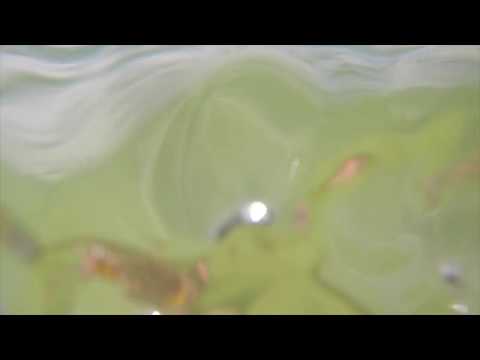 Panama City Beach- Tour!