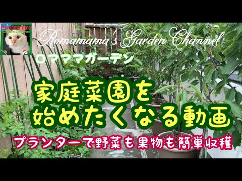 バルコニー野菜: 鉢植えや箱植えに最適な品種 庭の練習