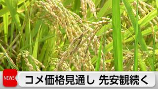 コメ価格3カ月見通し横ばい 過去最低水準続く
